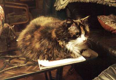 Kallie laying down