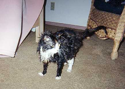 Wet Queen